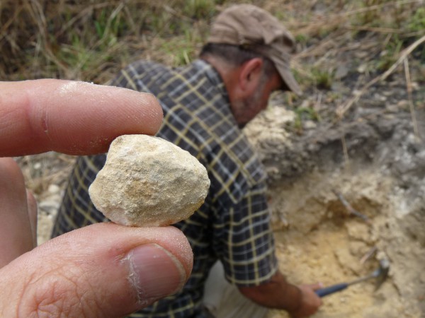 15 First fossil shell at the base of the Manzadi outcrop