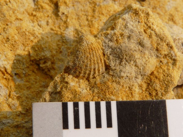 20 Internal mold of a fossil shell found in Bololo