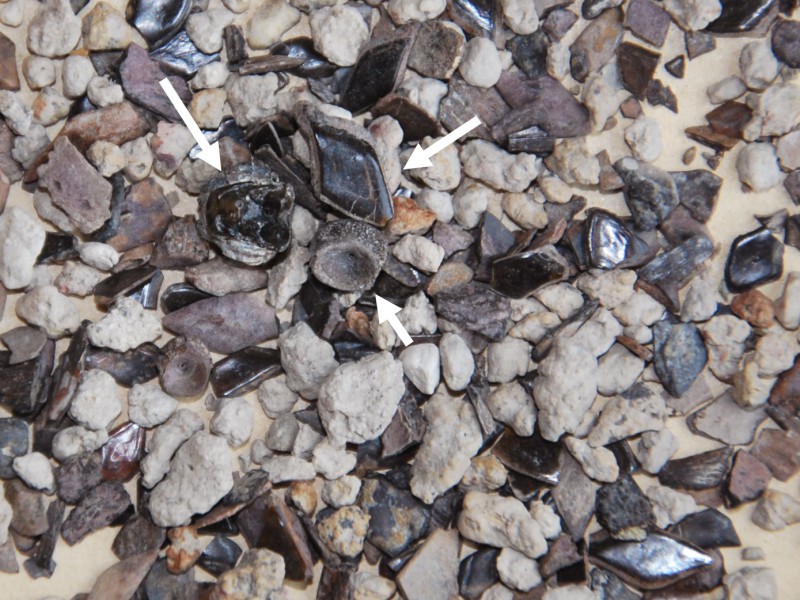 02 Sorting of vertebrate specimens from screen-washed residue coming from early Eocene deposits of Wyoming (left, mammal upper molar; right, Lepisosteus scale; bottom, fish vertebra)