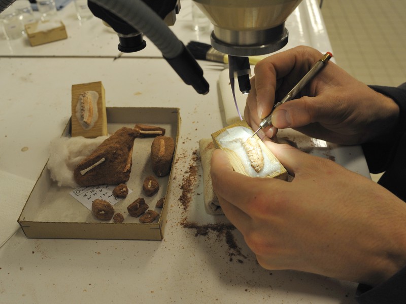 03 Preparation of fossil mammal remains from the Paleocene of Asia