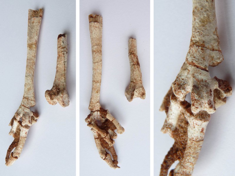 04 Pictures of the left foot – after preparation – of Qianshanornis rapax from the middle Paleocene of Anhui, China