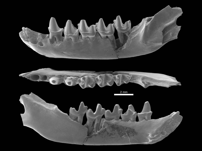 09 SEM pictures of a small jaw of the bat Protonycteris gunnelli from the early Eocene of Vastan, India