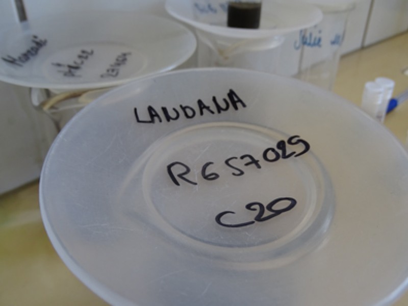 04 Palynological residue of the samples from the Landana, Bololo and Manzadi sections