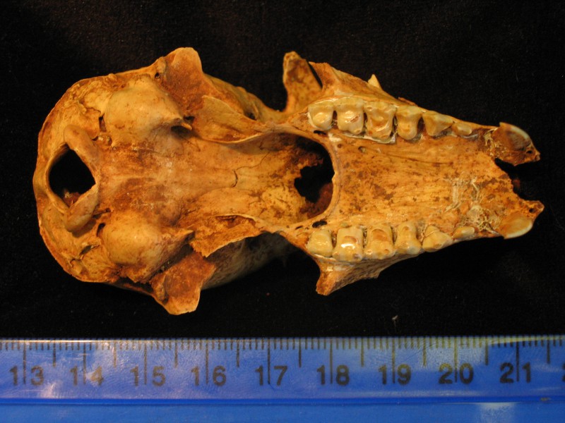 05 Subfossil Eulemur fulvus skull from Madagascar