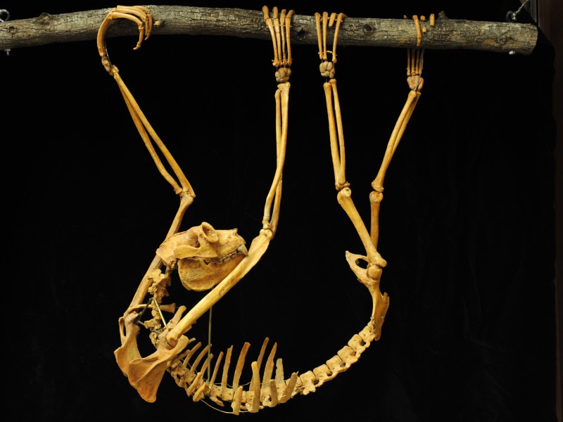 06 Subfossil of extinct giant lemur Palaeopropithecus from Madagascar