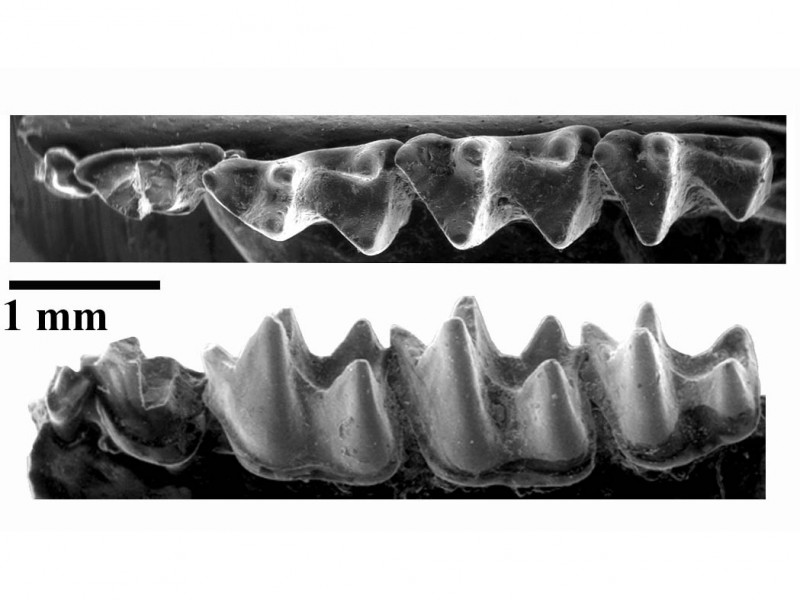 08 SEM images of small bat jaw from Fayum, Egypt (30 million years old)