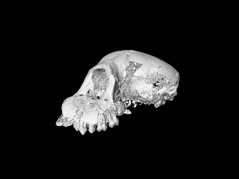 10 AMicro-Ct image of a female skull of Aegyptopithecus from Fayum, Egypt