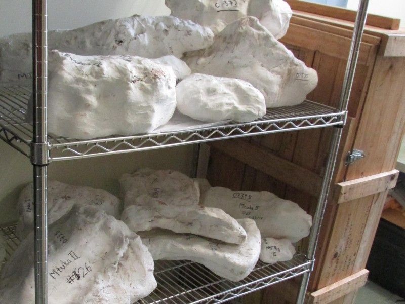 07 Large plaster jackets with fossil vertebrates before preparation