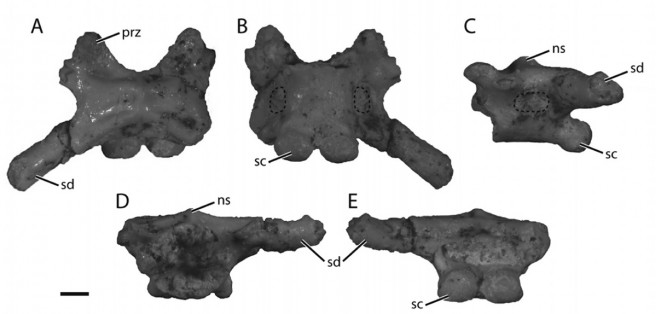 A block-like partial anuran (Ptychadenidae indet.) composite sacral element; A, dorsal view; B, ventral view; C, left lateral view; D, anterior view; E, posterior view