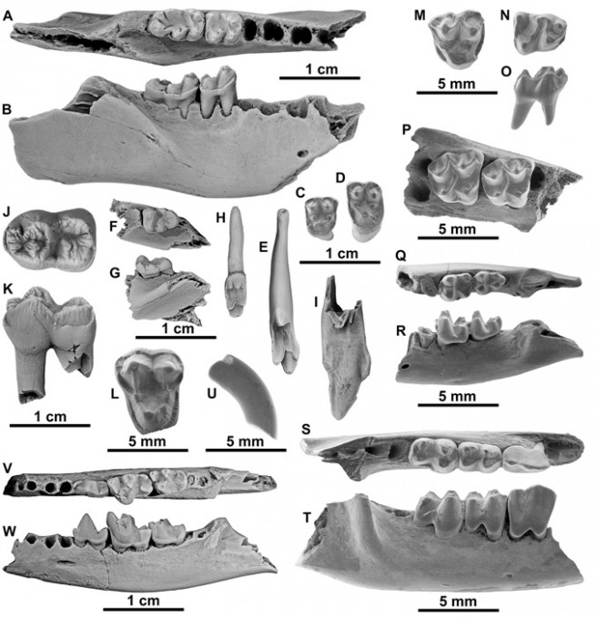 Illustration of several mammals from the late Paleocene locality of Rivecourt