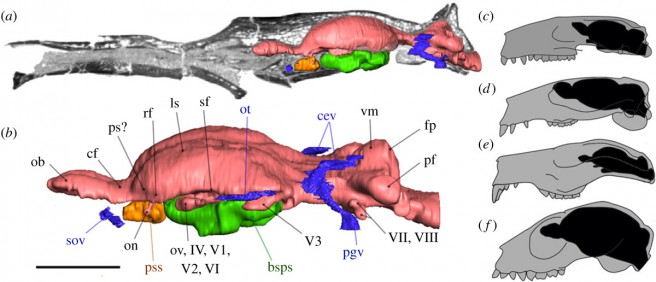 Endocast of Plesiadapis tricuspidens (a, b) and comparison with the location and extent of the braincase in plesiadapiformes Microsyops annectens (c), Ignacius graybullianus (d), P. tricuspidens (e), and euprimate Tetonius homunculus (f)