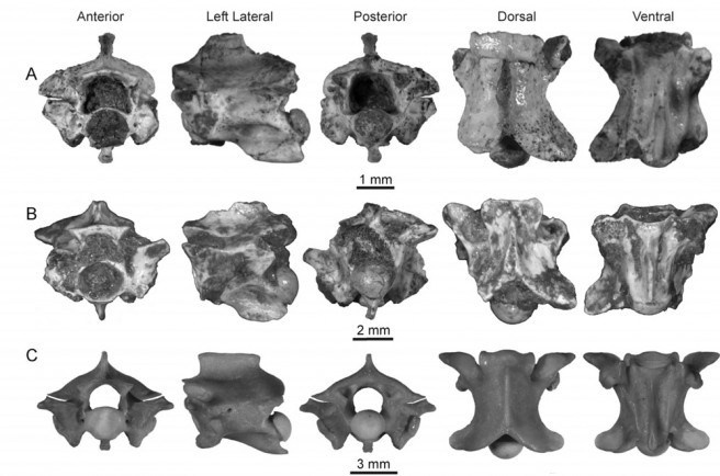 Elapid snakes from late Oligocene of Tanzania (A, B) with comparison to extant Naja nigricollis (c)