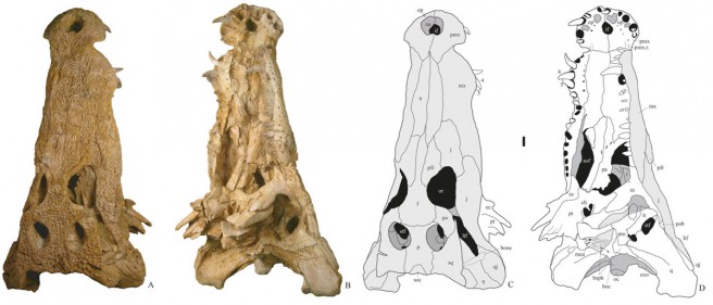 Photographs and line drawings of the skull of Diplocynodon remensis from the Late Paleocene of Mont de Berru; A, C, dorsal view; B, D, ventral view