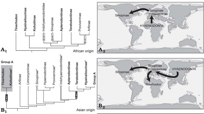 Comparison of phylogenetic trees and of the three hypotheses of hyaenodont origin and dispersals with focus on the Sinopinae and Proviverrinae. A. African origin with subsequent dispersals of the Sinopinae and Proviverrinae into Europe, and of the Sinopinae from Europe to North America. B. Asian origin with subsequent dispersals of Sinopinae and Proviverrinae into Europe, and of Tinerhodon from Europe to Africa