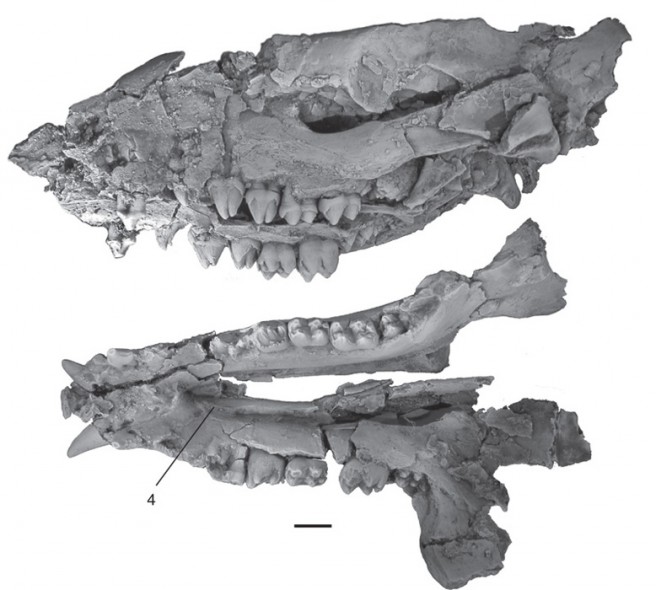 Skull and mandible of Cambaytherium thewissi