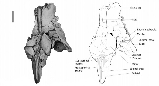Skull of Indohyaenodon raoi. Photographs (left) and interpretive drawings (right) of the partial skull with complete right P2–M3, C and P1 alveoli, and left P1; dorsal view