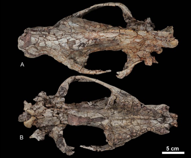 Skull of Kerberos langebadreae gen. & sp. nov. A, dorsal view; B, ventral view