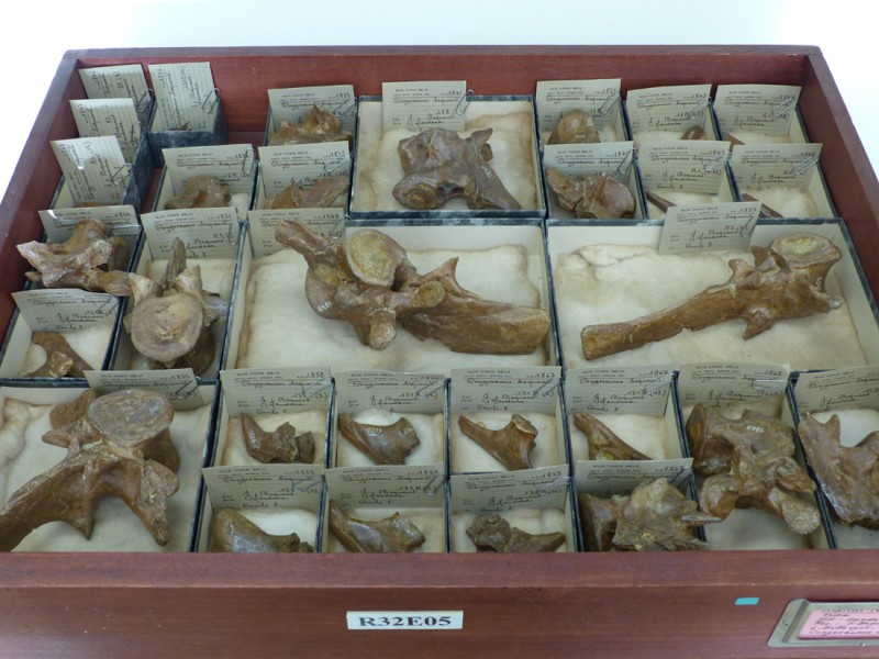 02 Specimens of the Paleocene crocodilian Congosaurus from Landana (Bequaert field campain, RMCA collections)