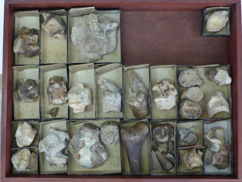 03 Specimens of the Paleocene crocodilian Congosaurus from Landana (Dartevelle field campain, RMCA collections)