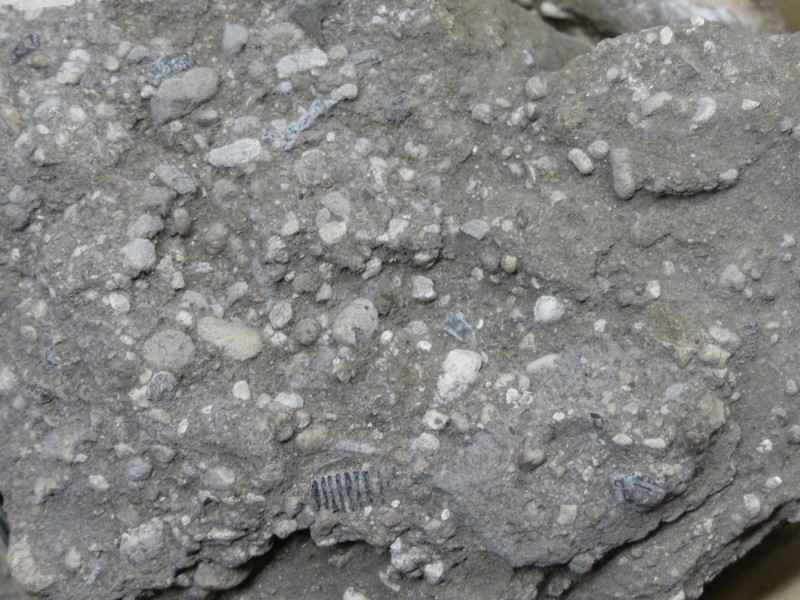 05 Conglomerate with siltite matrix including numerous coprolites and fossil remains (e.g. ray teeth, bottom of the picture); Landana section, layer 12 (RMCA collections)