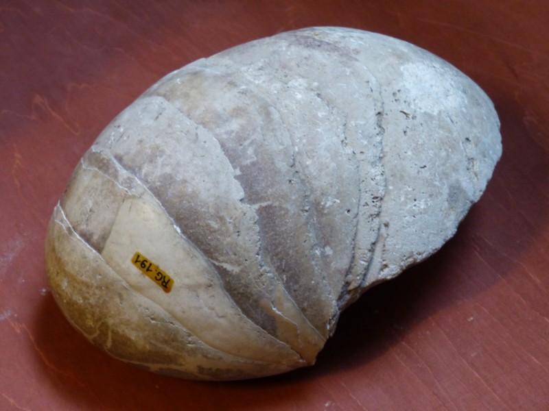 06 Nautilid Cimonia landanensis (paratype) collected by Didderich in Landana (RMCA collections)