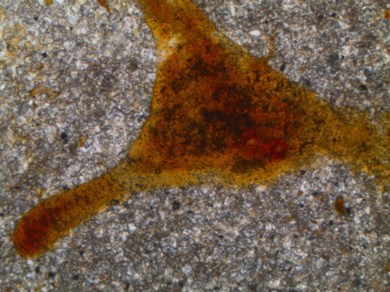 07 Phosphatized biogenic fragment (fish ?) in a thin recrystallized and dolomitised carbonated sediment (Landana section, layer 31)