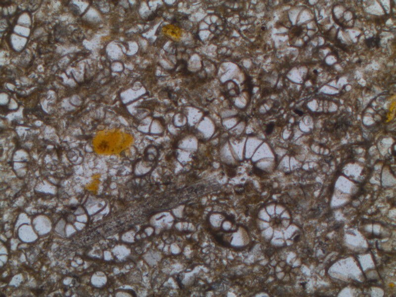 08 Carbonated sediment made by accumulation of foraminifera tests and a few other fossils (foraminifera packstone/grainstone); typical facies of the lower part (Paleocene) of the Landana section (layer 8)