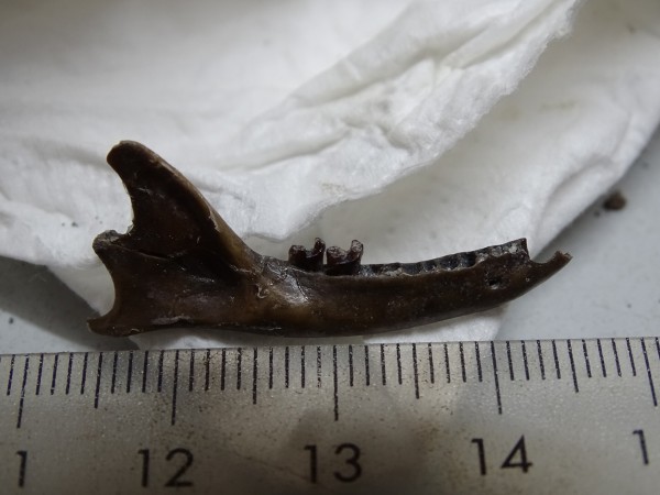 11 Another big discovery: a small primate jaw with two teeth!