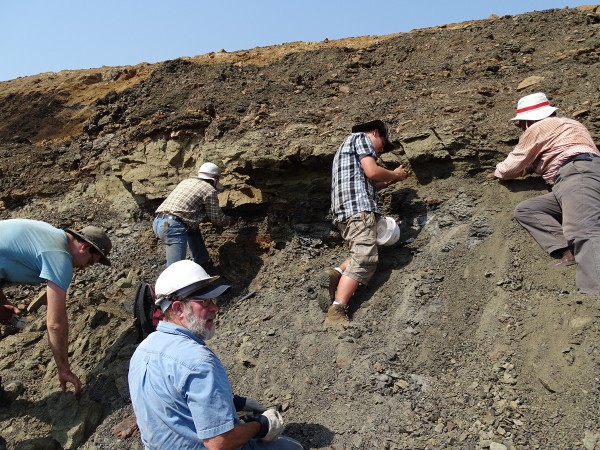 12 Discovery of a new fossiliferous layer with vertebrates two days before the end of the expedition. All the team is requested to excavate it