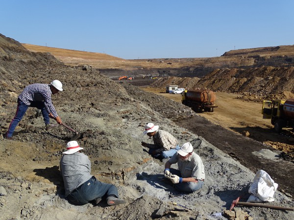 04 The paleontologists are cleaning the outcrop