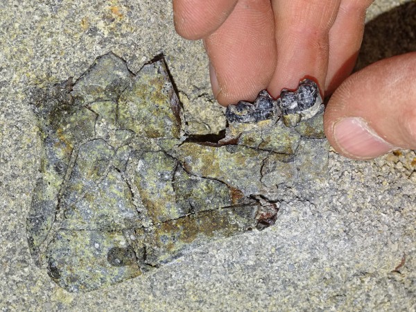 07 Several pieces of a jaw fragment of the horse-like Cambaytherium are put together