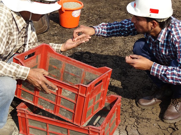 08 From left to right: Kishor Kumar (Wadia Inst.) and Satich (Garhwal Univ.) collect lost fragments of the Cambaytherium jaw by dry screening