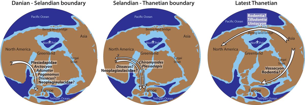 Hypothetical mammal dispersals involving Europe during the Palaeocene. The main dispersal episode likely happened at or around the Danian-Selandian boundary, more or less corresponding to the Torrejonian-Tiffanian boundary. Possible dispersals, involving mainly Plesiadapidae, could have occurred around the Selandian-Thanetian boundary.