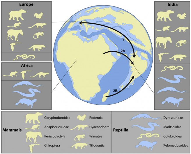 Schematic paleogeographic map showing the hypothetical dispersal routes of vertebrates around 54 My ago. 1, Dispersal of taxa with European affinities between the Indian subcontinent and Europe across the Neotethys via the Kohistane-Ladakh island-arc system. 2A-B, Dispersal of taxa with Gondwanan affinities to the Indian subcontinent (2A) from Africa along the southern margins of the Neotethys or (2B) from Madagascar.