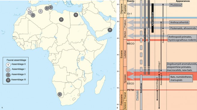 (1) Geographic distribution of the faunal assemblages. (2) Stratigraphic distribution of Tinerhodon and hyaenodont subfamilies in Africa during Paleocene and Eocene, and of the faunal assemblages regarding the main climatic events and mammal appearances.