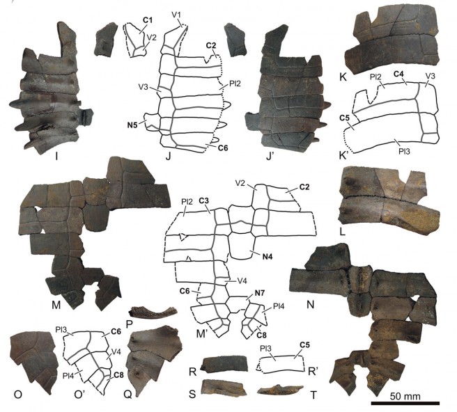 Specimens of Cuvierichelys parisiensis, from the early Oligocene of Boutersem (Belgium), corresponding to the carapace. Abbreviations for the plates (in bold): C, costal; N, neural. Abbreviations for the scutes (in normal font): Pl, pleural; V, vertebral. The solid lines represent the edges of the plates. The dashed lines indicate the broken margins. Those composed of a succession of points correspond to unsutured contacts. The scute margins are represented by thicker gray lines.