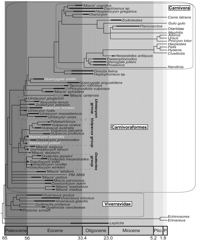Phylogeny of the earliest carnivoraforms showing temporal distributions. Time ranges indicated by thicker lines. Unfilled lines indicate uncertainty as to occurrence. Plio. = Pliocene, P. = Pleistocene.