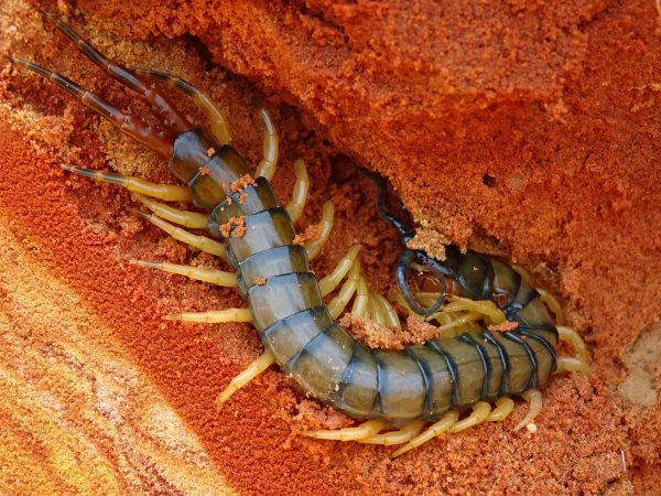 14 A beautiful 15 cm Scolopendra centipede suddenly appears in the sediment