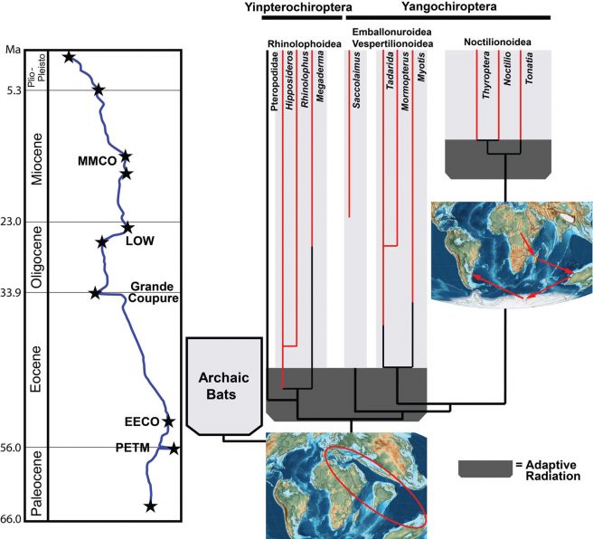 Proposed trajectory of bat evolutionary history