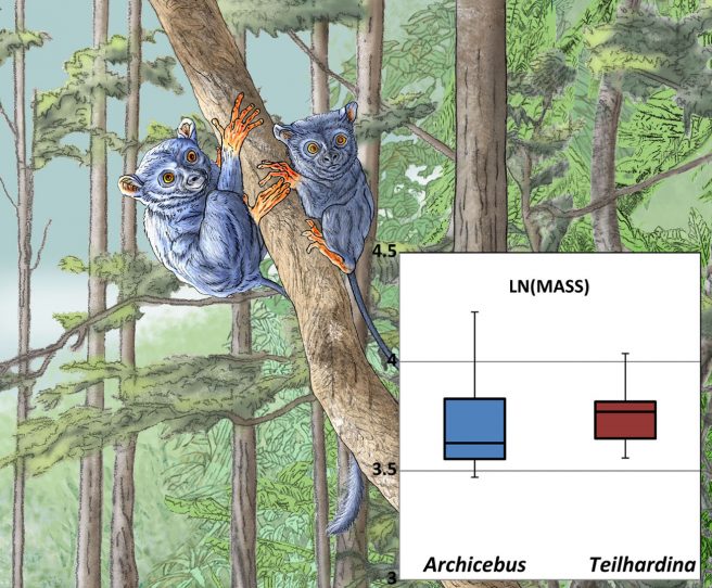 Body mass (in natural log) of early Eocene Chinese Archicebus and Belgian Teilhardina from conventional ordinary least squares regression models. The drawing illustrates the reconstruction of Teilhardina from Dormaal, Belgium (done by Pascale Golinvaux, RBINS)