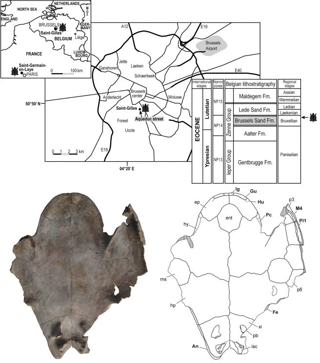 Location of Aqueduc Street in Saint-Gilles (Brussels municipality, Belgium) where the specimen IRSNB R356 of <em>Eocenochelus eremberti</em> was discovered (a plastron and articulated right bridge peripherals in dorsal view), in the lower Lutetian Brussels Sand Formation (middle Eocene).