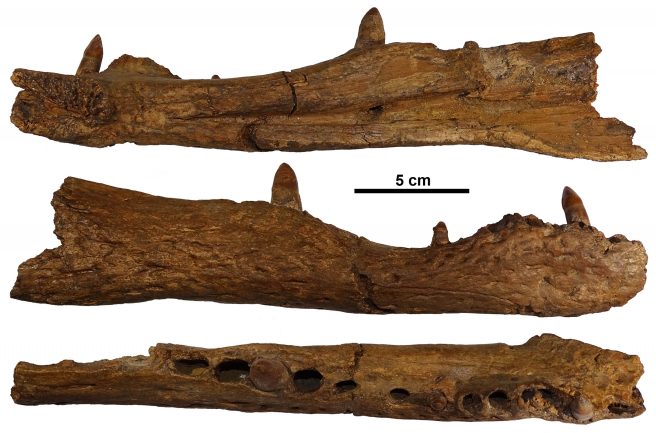 Right dentary of <em>Asiatosuchus depressifrons</em> (Blainville, 1855) from the late Paleocene of Berru (specimen IRSNB R358 in lateral view).