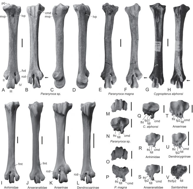 Tarsometatarsus of <em>Paranyroca</em> sp. from Saint-Gérand-le-Puy (PLV 1988/17-1, A-D, M-N) compared to <em>Paranyroca magna</em> from South Dakota, USA (E-F, O-P), <em>Cygnopterus alphonsi</em> (G-H, Q), <em>Chauna torquata</em> (Anhimidae, I, R), <em>Anseranas semipalmata</em> (Anseranatidae, J, S), <em>Cygnus olor</em> (Anatidae, K, T), <em>Dendrocygna viduata</em> (Anatidae, Dendrocygninae, L, U), and <em>Saintandrea chenoides</em> from the late Oligocene of France (V). Scale bars equal 10 mm.