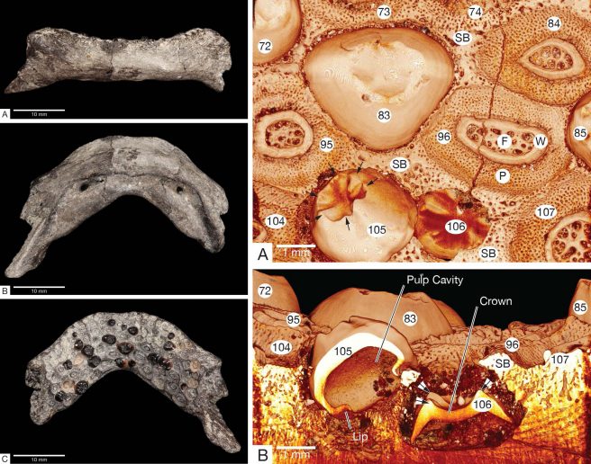 Left: the jaw of <em>Avitoplectus molaris</em> (WIF/A 2340) in anterior labial (A), ventral view (B), and dorsal views. Right: micro-CT reconstructions to show aspects of tooth replacement (A-B)