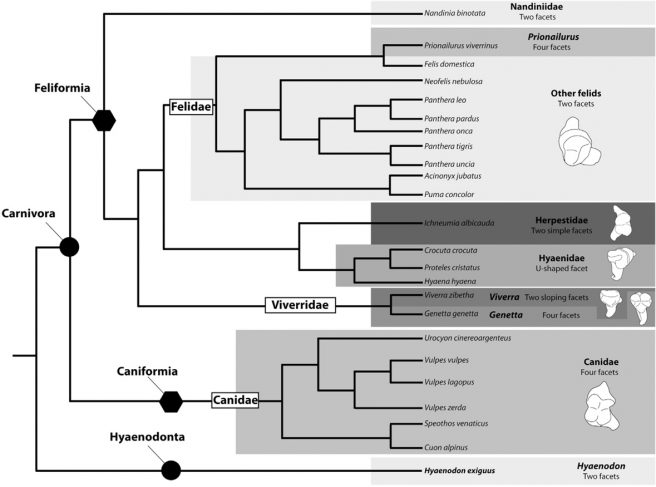 Simplified phylogenetic tree illustrating the relationships between the carnivorous mammals studied, with indication of their morphological incus types.