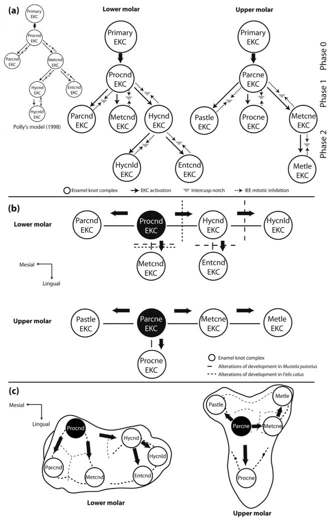 Modes of tooth crown morphogenesis of lower and upper tribosphenic molars. (a) Illustration of the cascade development model proposed by Polly (1998) (left) and hypothesis of cascade development proposed. (b) Directions of propagation of the cusp development. In black: first cusps to develop. (c) Directions of propagation mapped on a diagrammatic drawing in occlusal view of lower and upper molars.