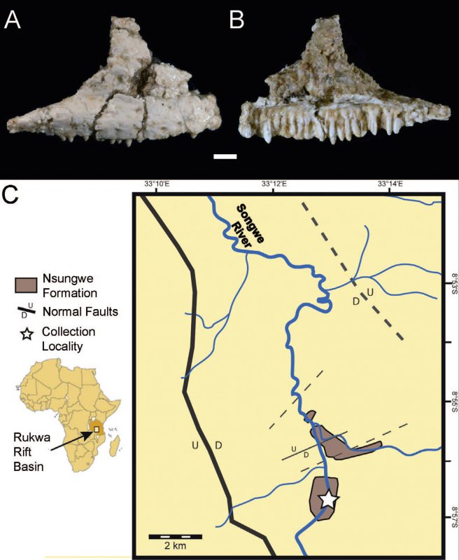 Specimen photograph and locality map. (A) RRBP 13002, gekkotan right maxilla in lateral view and (B) in medial view (scale bar = 1 mm); (C) map showing the Nsungwe Formation within the Rukwa Rift Basin (Tanzania) and the collection locality, including its relative position within Tanzania