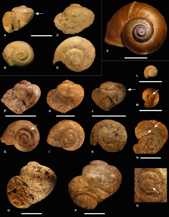 Depressed <em>Lanistes</em> morphotypes. A–D, <em>L. nsungwensis</em> sp. nov.; E, <em>L. carinatus</em> (Olivier, 1804), ANSP 367298-11; F–Q, <em>L. rukwaensis</em> sp. nov. Scale bars represent 10 mm.