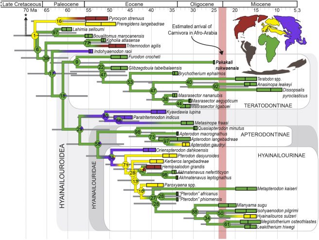 Phylogeny and biogeography of Afro-Arabian Hyaenodonta with <em>Pakakali</em> is nested within Hyainailouroidea and Teratodontinae