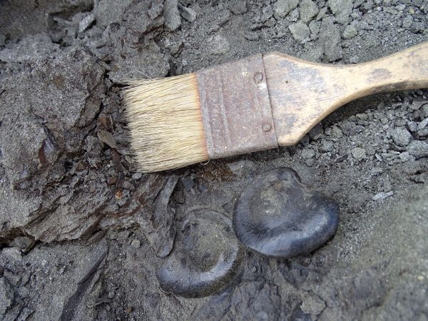 07 Large fossil seeds are common in Tadkeshwar